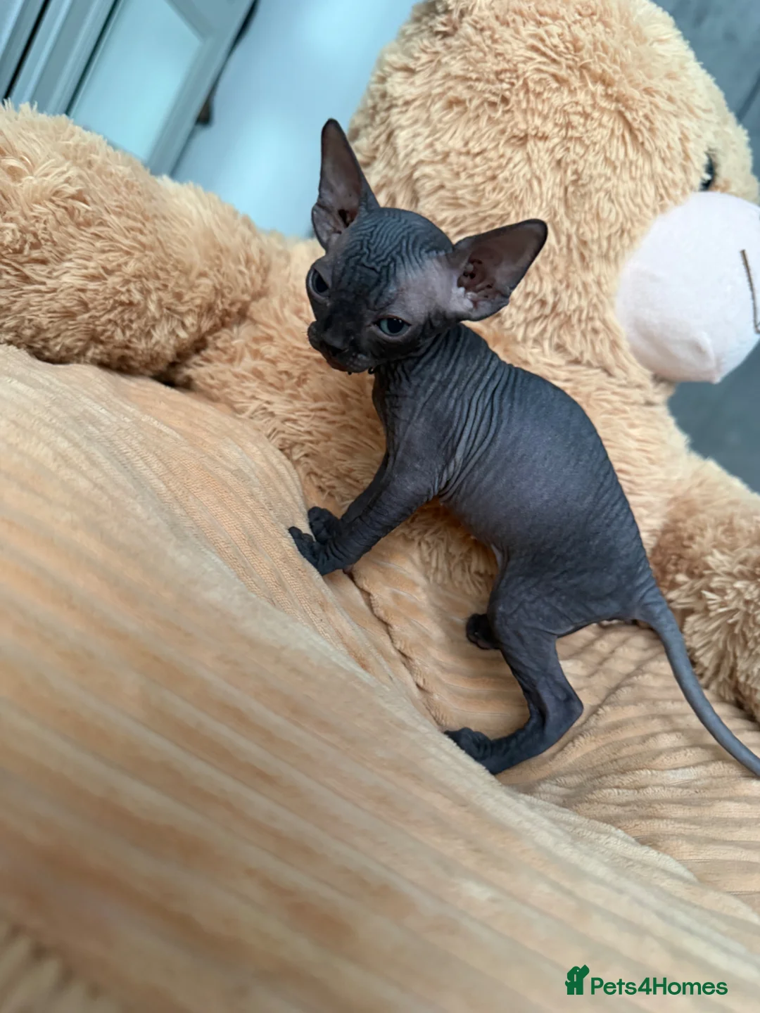 Sphynx cats for sale: Amazing babies for reservation!🌺🫶 in King's Lynn - Advert 12