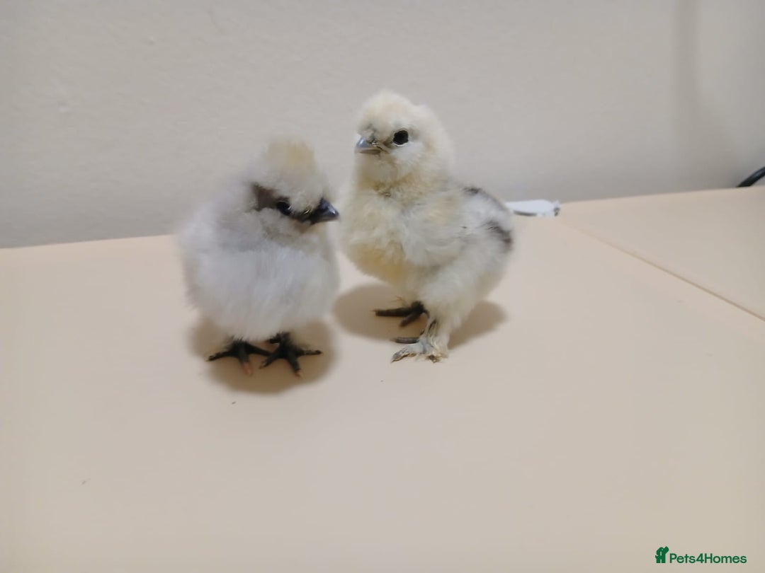 Chickens poultry for sale: Bantam Silkie Chicks Looking for Their New Coops - Advert 7