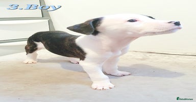 Mixed Breed dogs - Advert 10