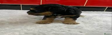 Miniature Schnauzer 1