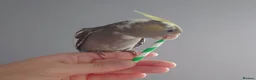 Cockatiels birds for sale: Hand reared silly tame DNA sexed baby cockatiels  - Advert 6