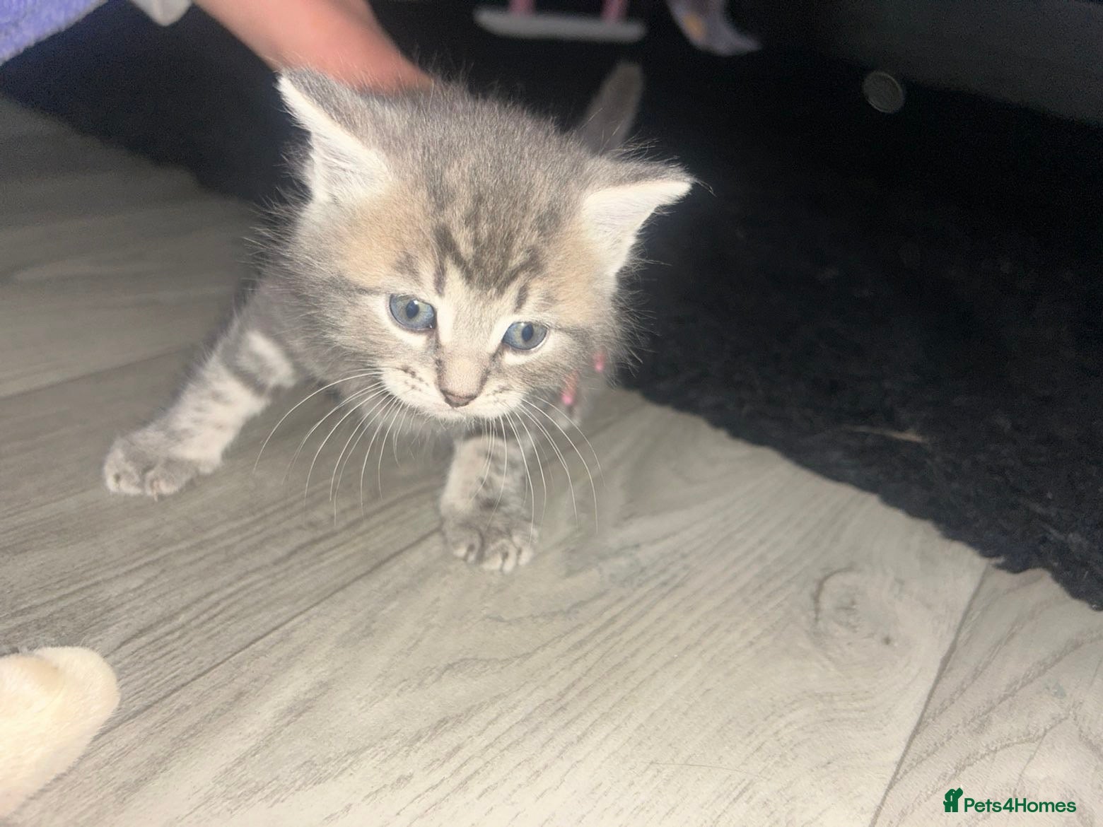 Mixed Breed cats ONE LEFT Gorgeous kittens  - Advert 6