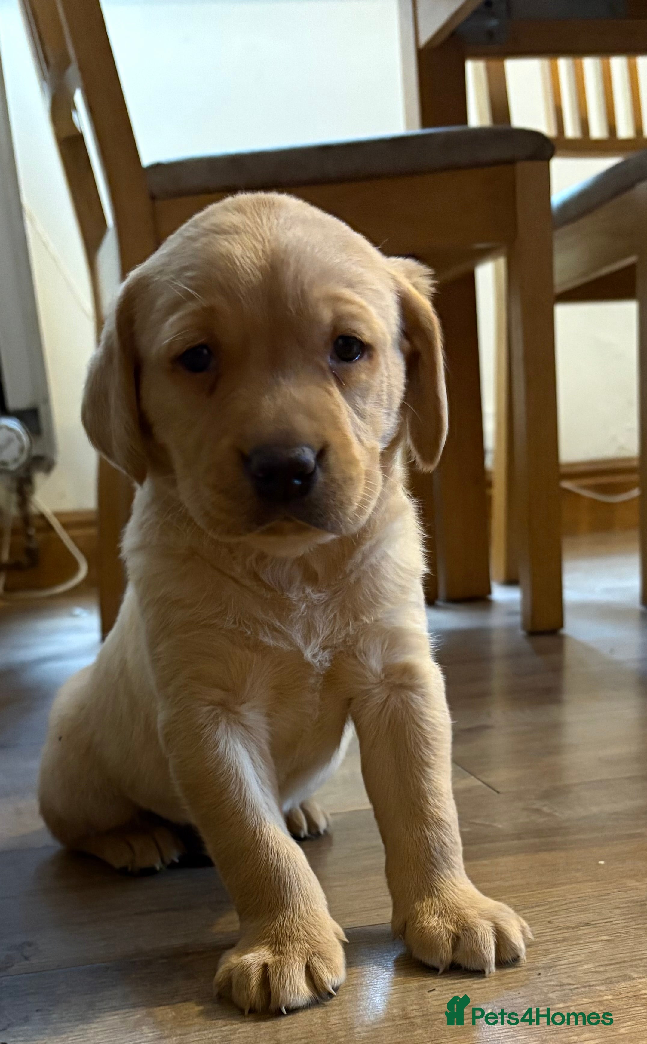 Labrador Retriever dogs 🐶KC Registered Labradors 🐶 - Advert 4