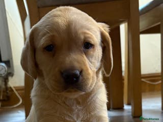 Labrador Retriever dogs 🐶KC Registered Labradors 🐶 - Advert 3