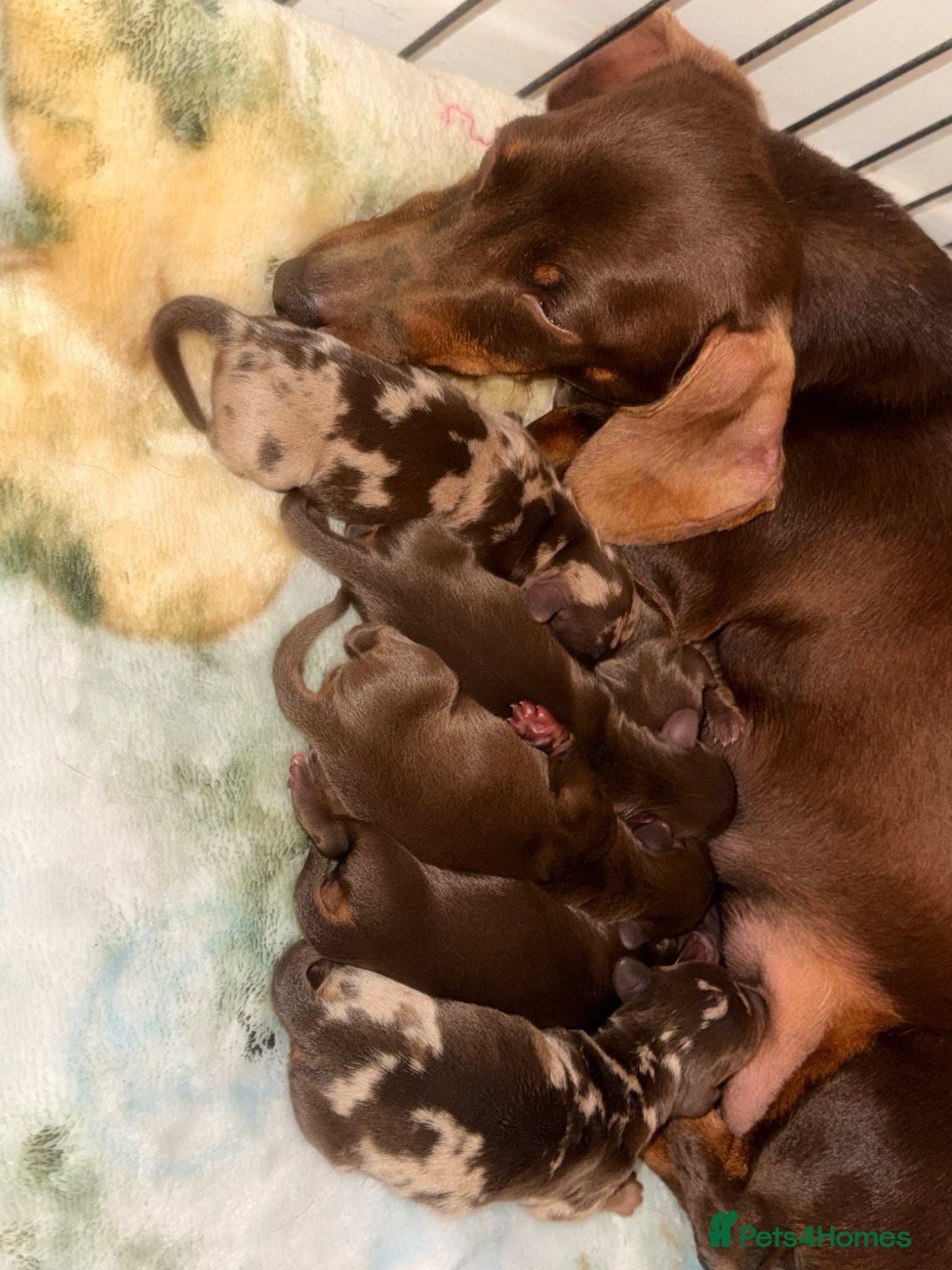 Dachshund dogs Choc and tan boy - Advert 3