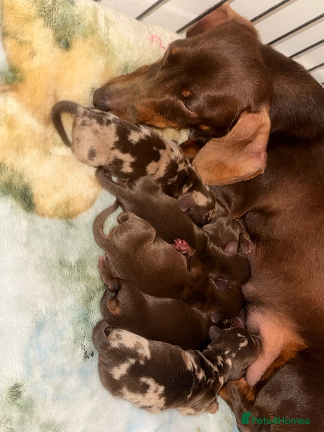 Dachshund dogs for sale: Choc and tan boy in Tilbury - Advert 1