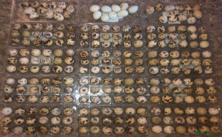 Quail poultry - Advert 2