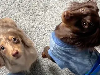 Dachshund dogs Sweet Dachshund Puppies Ready for Loving Homes ❤️ - Advert 1