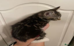 Mixed Breed cats for sale: Beautiful kittens 3 female  - Image 4