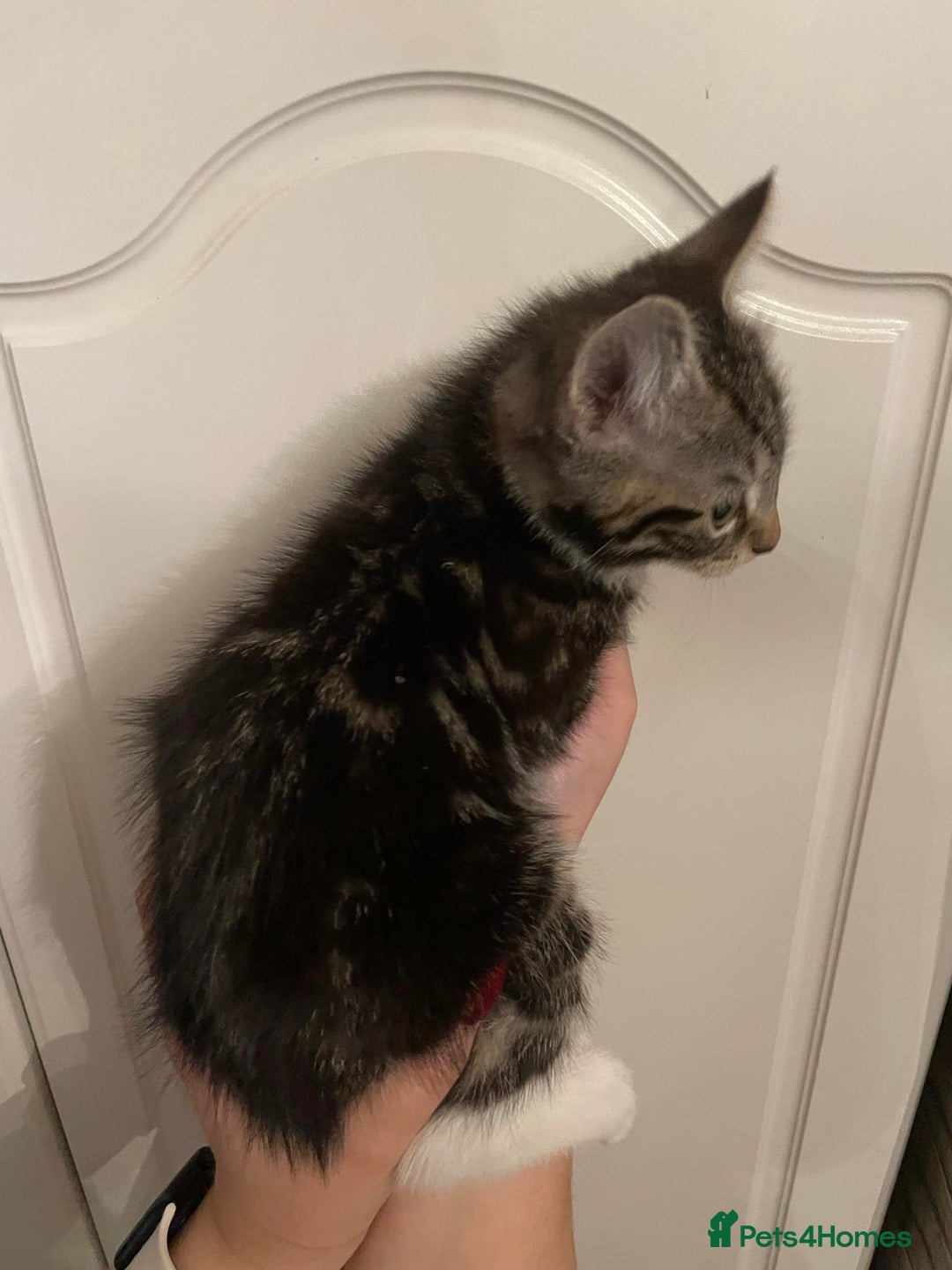 Mixed Breed cats for sale: Beautiful kittens 3 female  - Image 4