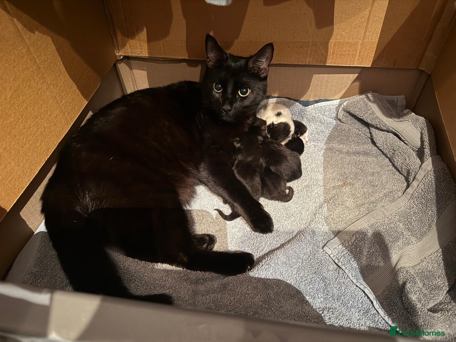 Mixed Breed cats Beautiful kittens - Advert 4
