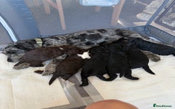 Cockapoo dogs for sale: Cockapoos puppies 2 girls 2 boys - Image 9