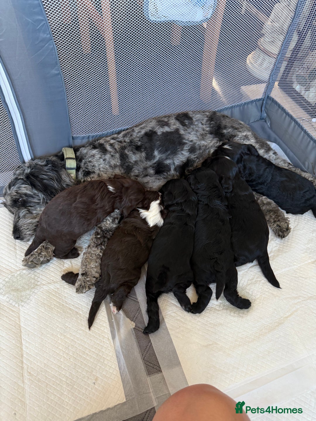 Cockapoo dogs for sale: Cockapoos puppies 2 girls 2 boys - Image 9