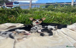 Welsh Corgi Cardigan dogs for sale: ⭐️Beautiful Cardiganshire Corgi Pups⭐️*1 LEFT* - Image 26