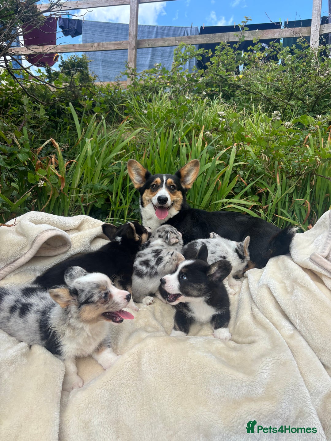 Welsh Corgi Cardigan dogs for sale: ⭐️Beautiful Cardiganshire Corgi Pups⭐️*1 LEFT* - Image 26