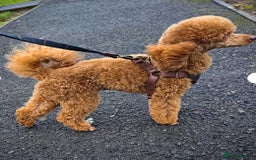 Cavapoo dogs for sale: F1b cavapoos- Red, apricot and white, collect16/12 - Image 11