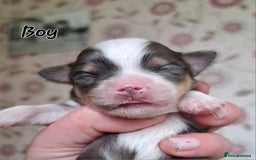 Mixed Breed dogs for sale: Ready to collect  - Advert 39