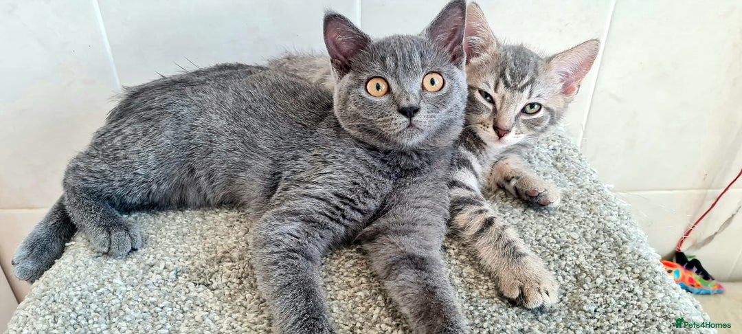 British Shorthair cats for sale: Beautiful Blue British, Lilac, Color point, Tabby  - Image 23