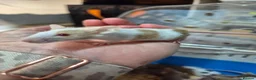 Mouse rodents for sale: Fancey Male and female mice - Advert 3