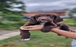 Cocker Spaniel dogs for sale: Cocker spaniel KC registered healthy puppies - Image 4