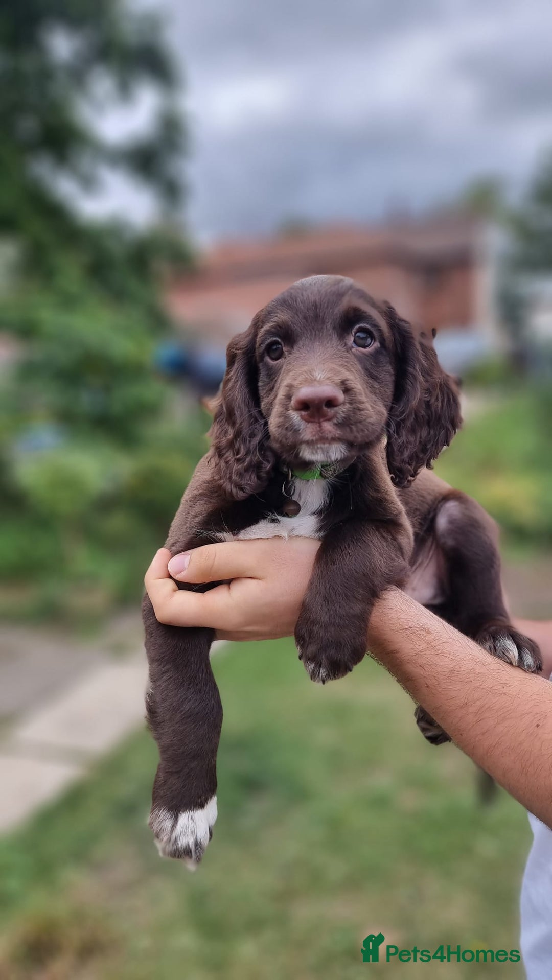 Cocker Spaniel dogs for sale: Cocker spaniel KC registered healthy puppies - Image 4