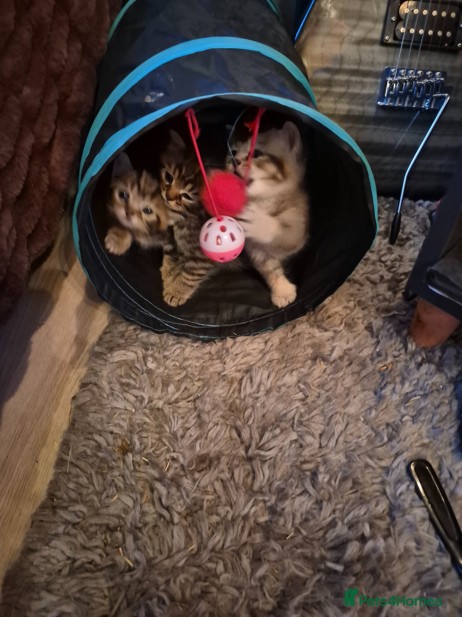 British Shorthair cats for sale: beautiful home bred British shorthair. in Verwood - Advert 10