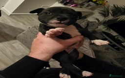 Staffordshire Bull Terrier dogs for sale: **LAST GIRL** STAFFORDSHIRE BULL TERRIOR PUPPIES - Image 22