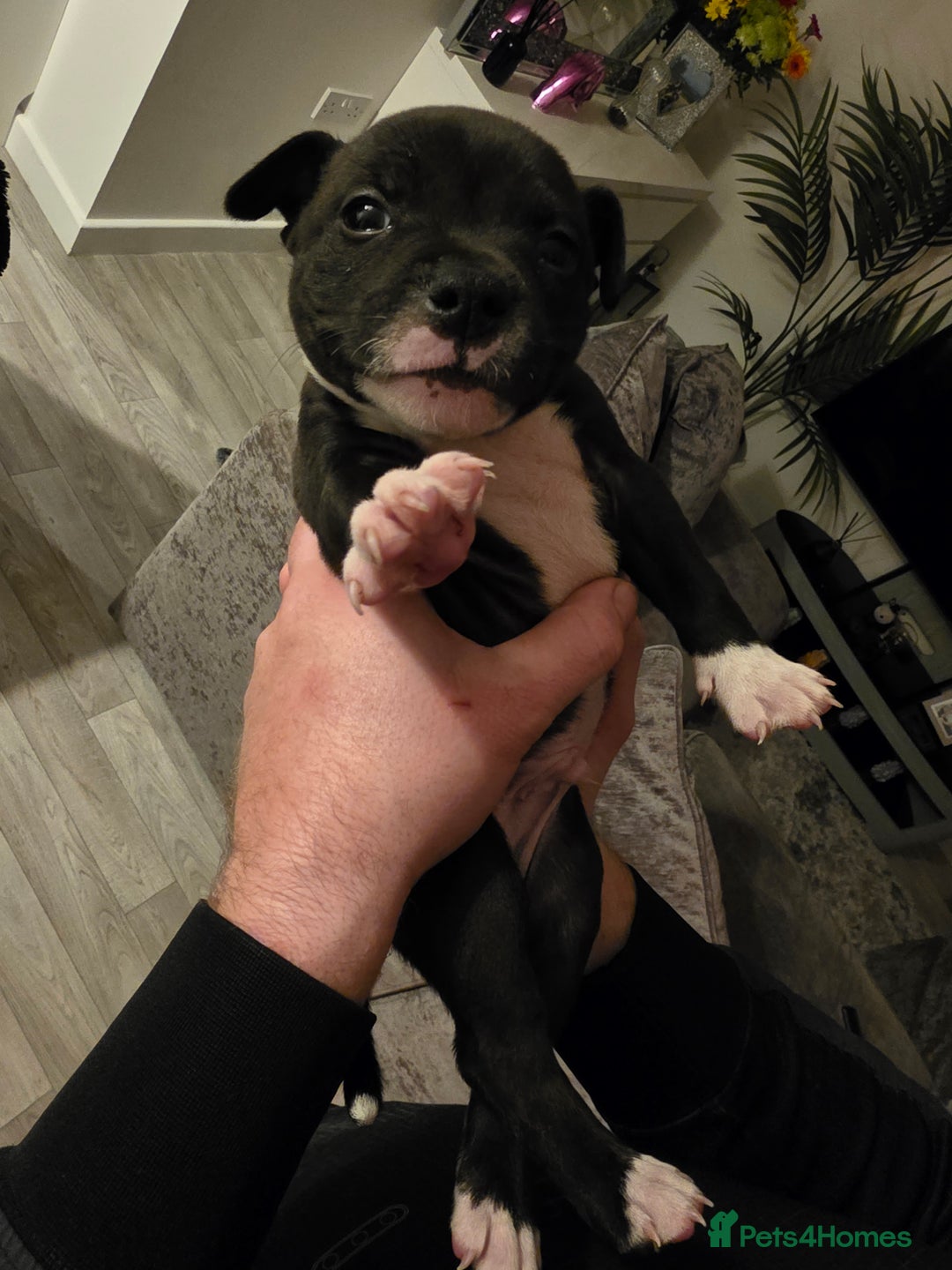 Staffordshire Bull Terrier dogs for sale: **LAST GIRL** STAFFORDSHIRE BULL TERRIOR PUPPIES - Image 22