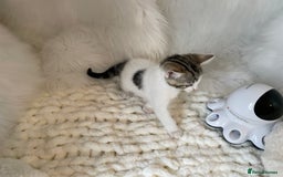 British Shorthair cats for sale: Beautiful Fluffy Kitten.  - Image 7