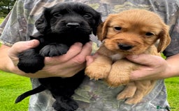 Cocker Spaniel dogs for sale: Cocker spaniels - Image 5