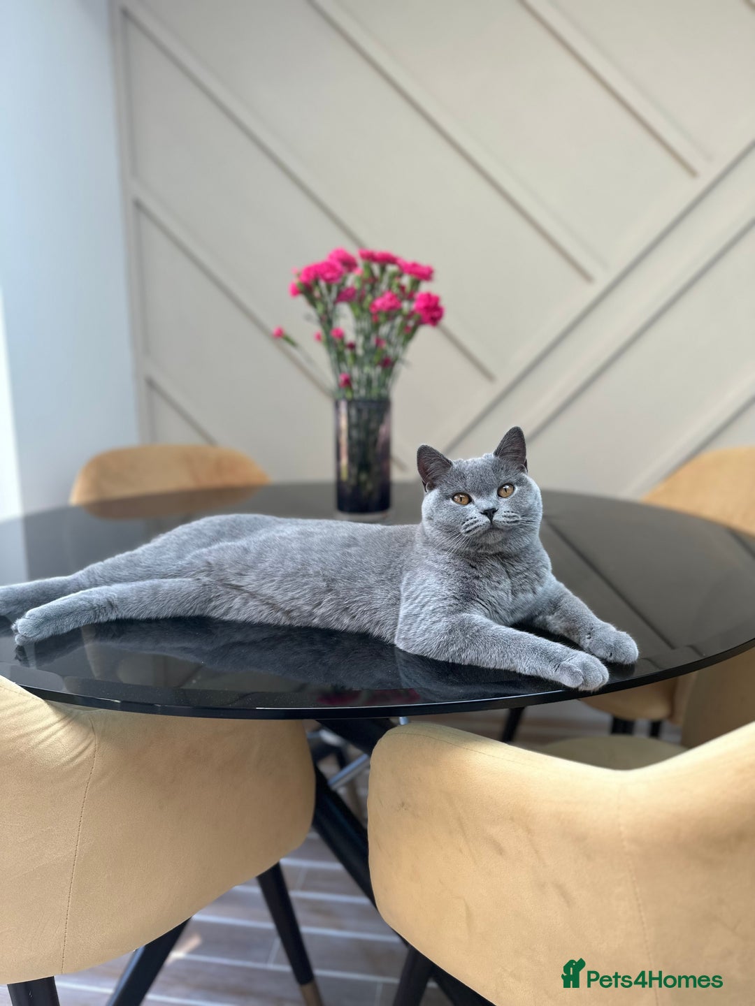British Shorthair cats for sale: British Shorthair kittens  - Image 4
