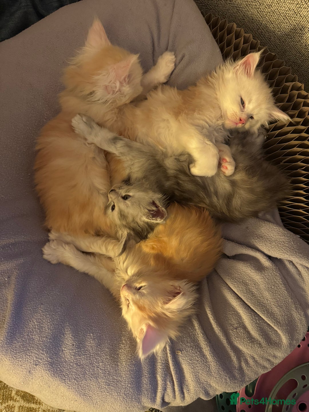 Maine Coon cats for sale: Beautiful rare colour pedigree Maine Coon kittens - Image 25
