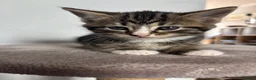 Mixed Breed cats for sale: Three Handsome Tabbies for sale!  in Fareham - Advert 18