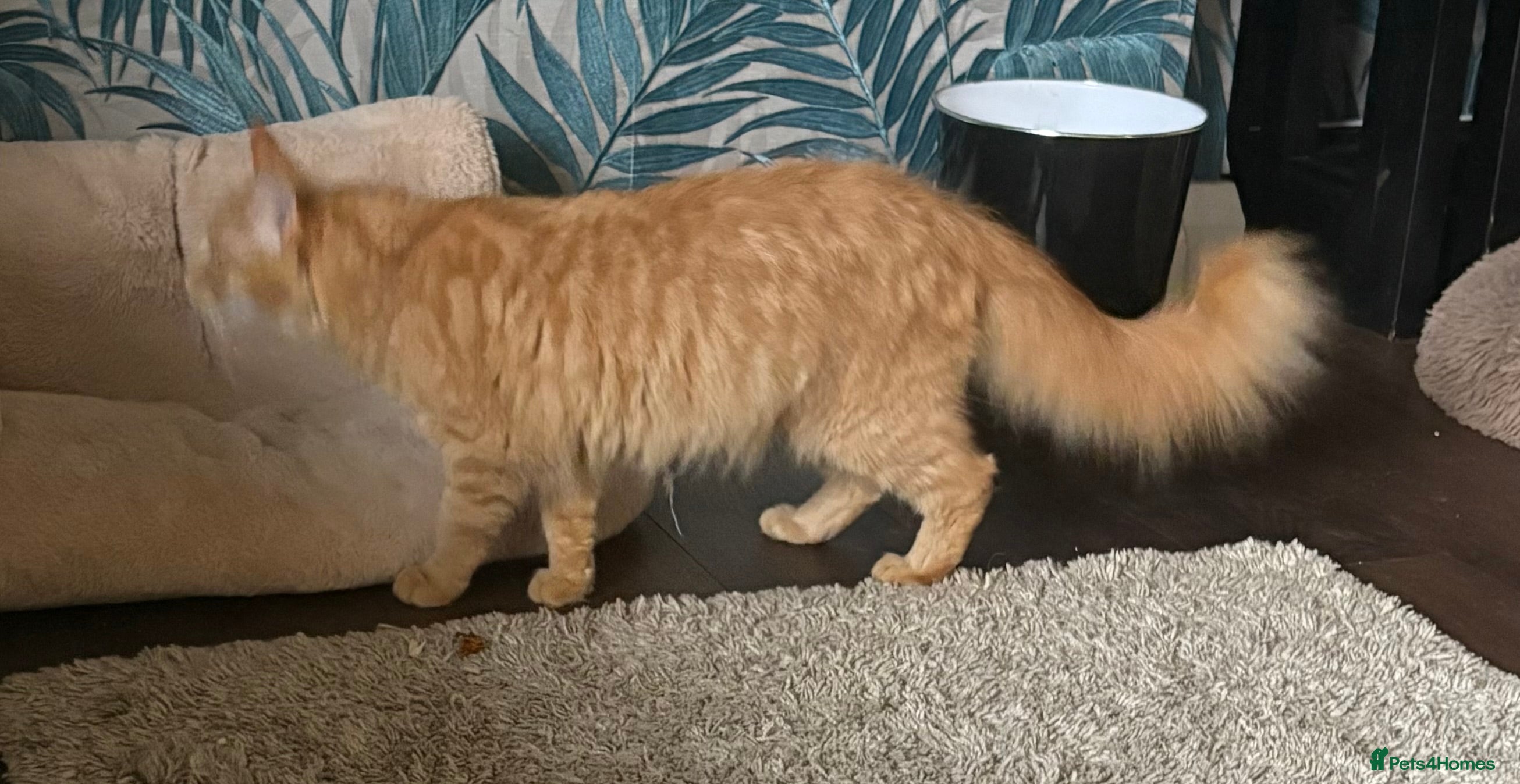 Maine Coon cats Rare Maincoon red girl 16 months old - Advert 16