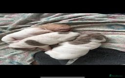 Shar Pei dogs for sale: Flower shar pai  - Image 1