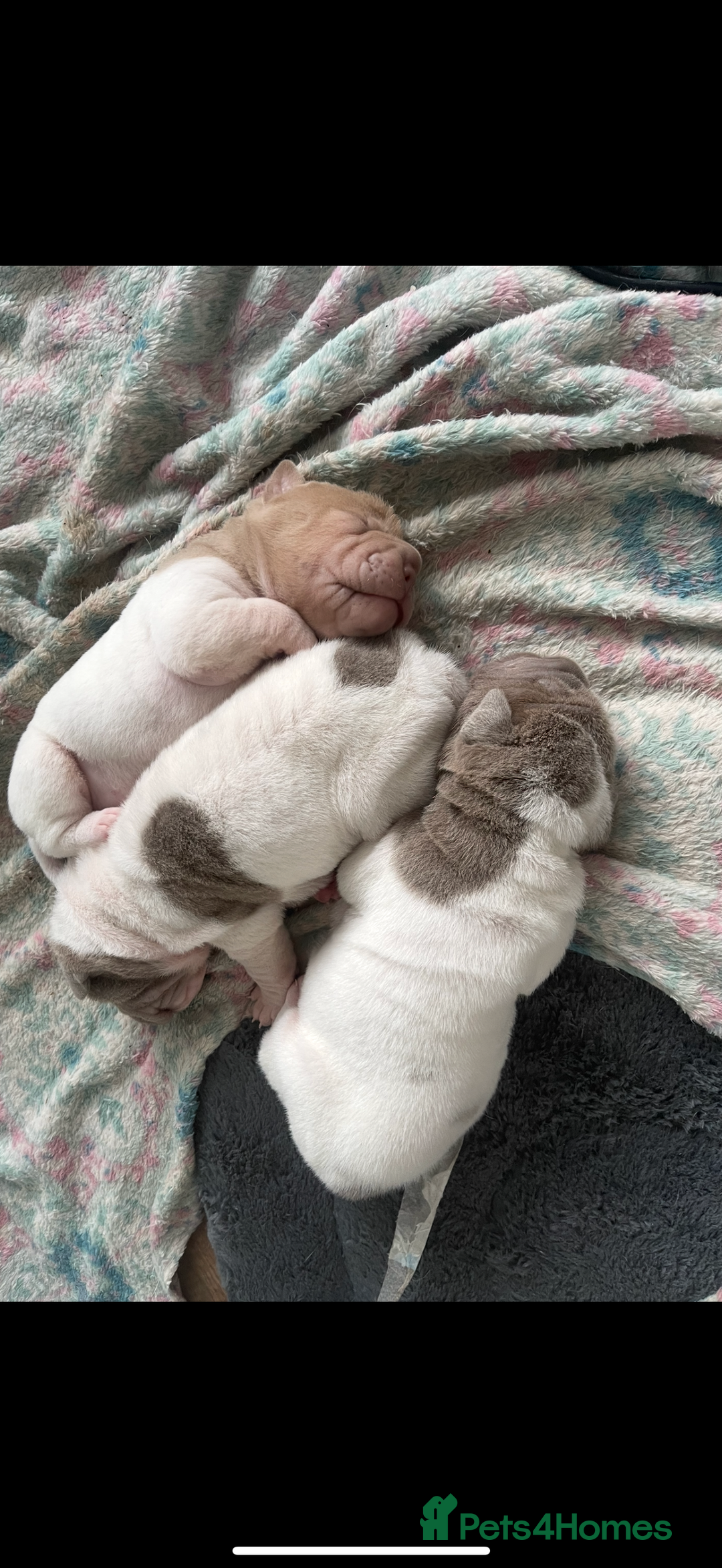Shar Pei dogs for sale: Flower shar pai  - Image 1