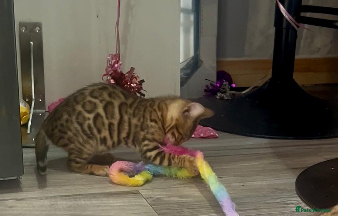 Bengal cats for sale: Stunning 5 Generations Pedigree kittens in London - Image 10
