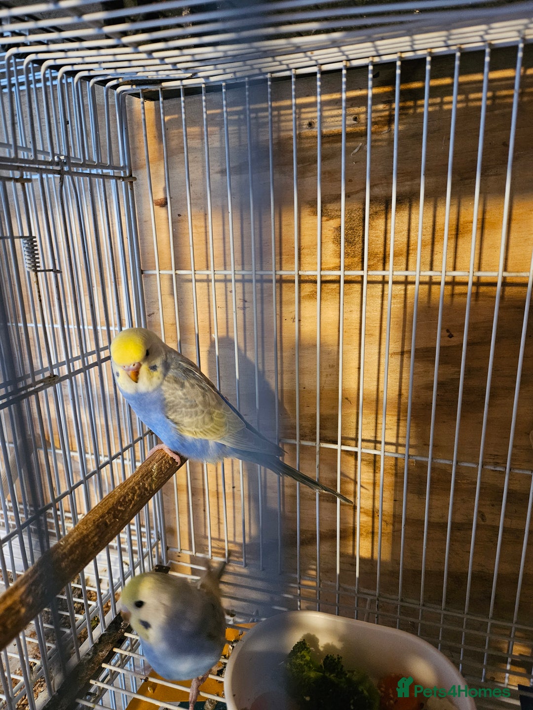Budgerigars birds for sale: Young Budgies For Sale - Advert 2