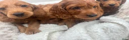 Cavapoo dogs for sale: Cavapoo puppies - Advert 28