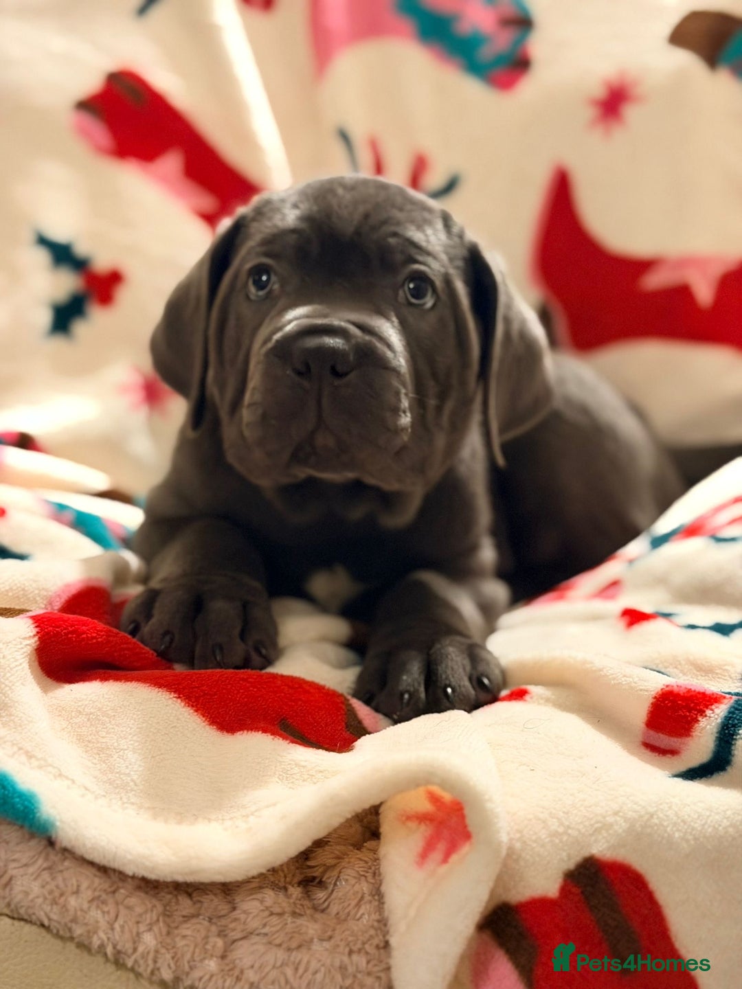 Cane Corso dogs for sale: 🐾 Stunning Cane Corso Puppies Available NOW ! 🐾 - Advert 4