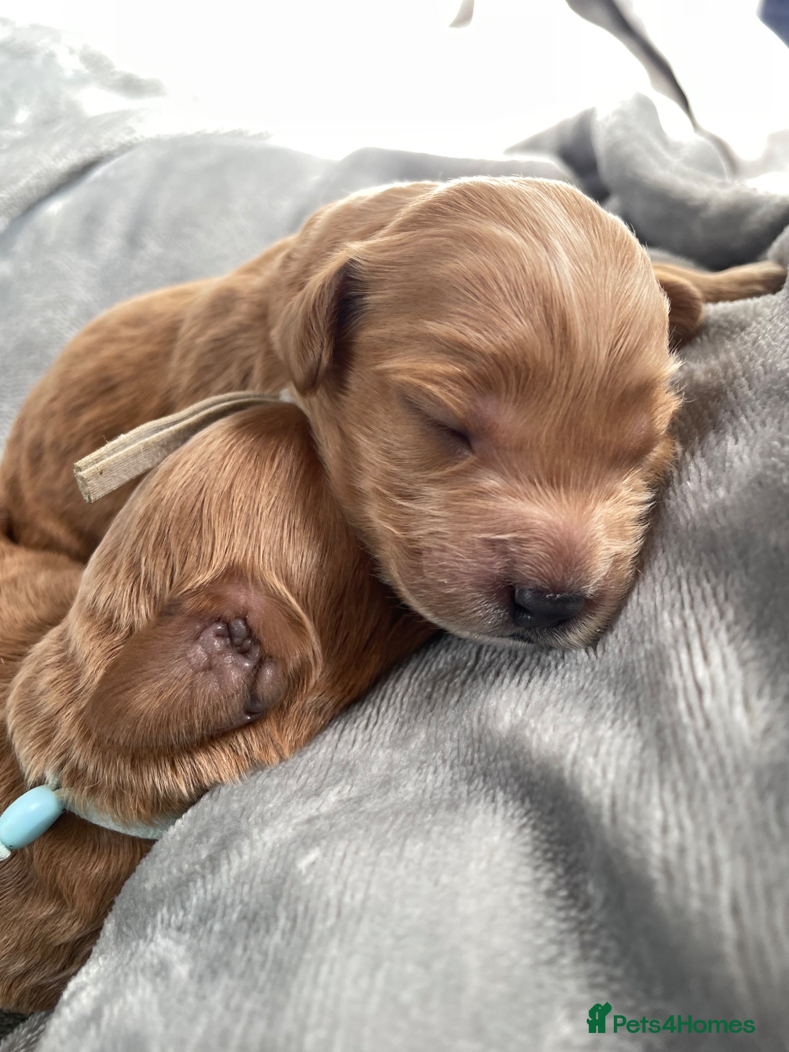 Cockapoo dogs Toy/Miniature Cockapoos. Arrived today! - Advert 12