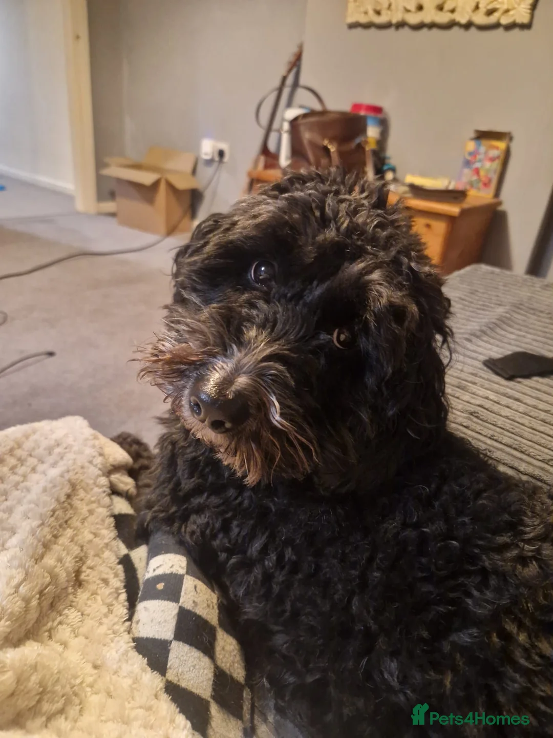 Cockapoo dogs for sale: Cockapoo Male Black F1 - 4 years old - Advert 3