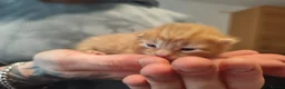 Domestic Shorthair cats for sale: ⭐ Adorable kittens Looking for Loving Home ⭐  in Newport - Advert 11