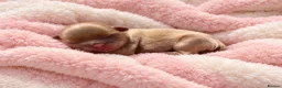Shih Tzu dogs for sale: Beautiful imperial Shih Tzu Puppies - Advert 3