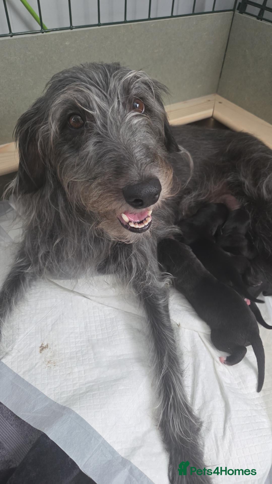 Mixed Breed dogs Bedlington whippet pups  - Advert 3