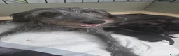 Mixed Breed dogs for sale: Bedlington whippet pups  in Knottingley - Advert 1