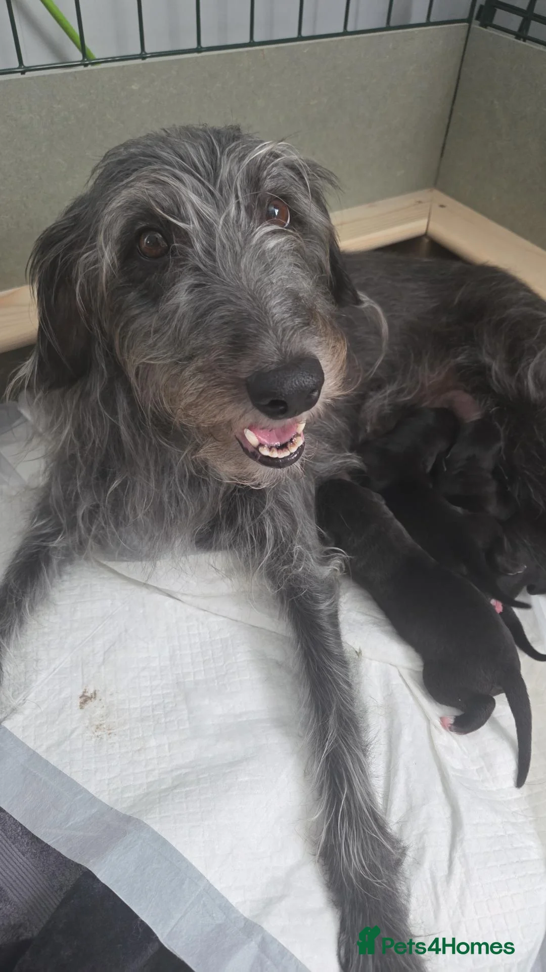 Mixed Breed dogs for sale: Bedlington whippet pups  in Knottingley - Advert 1