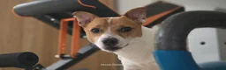 Jack Russell dogs for stud: Jack Russell STUD - Advert 1
