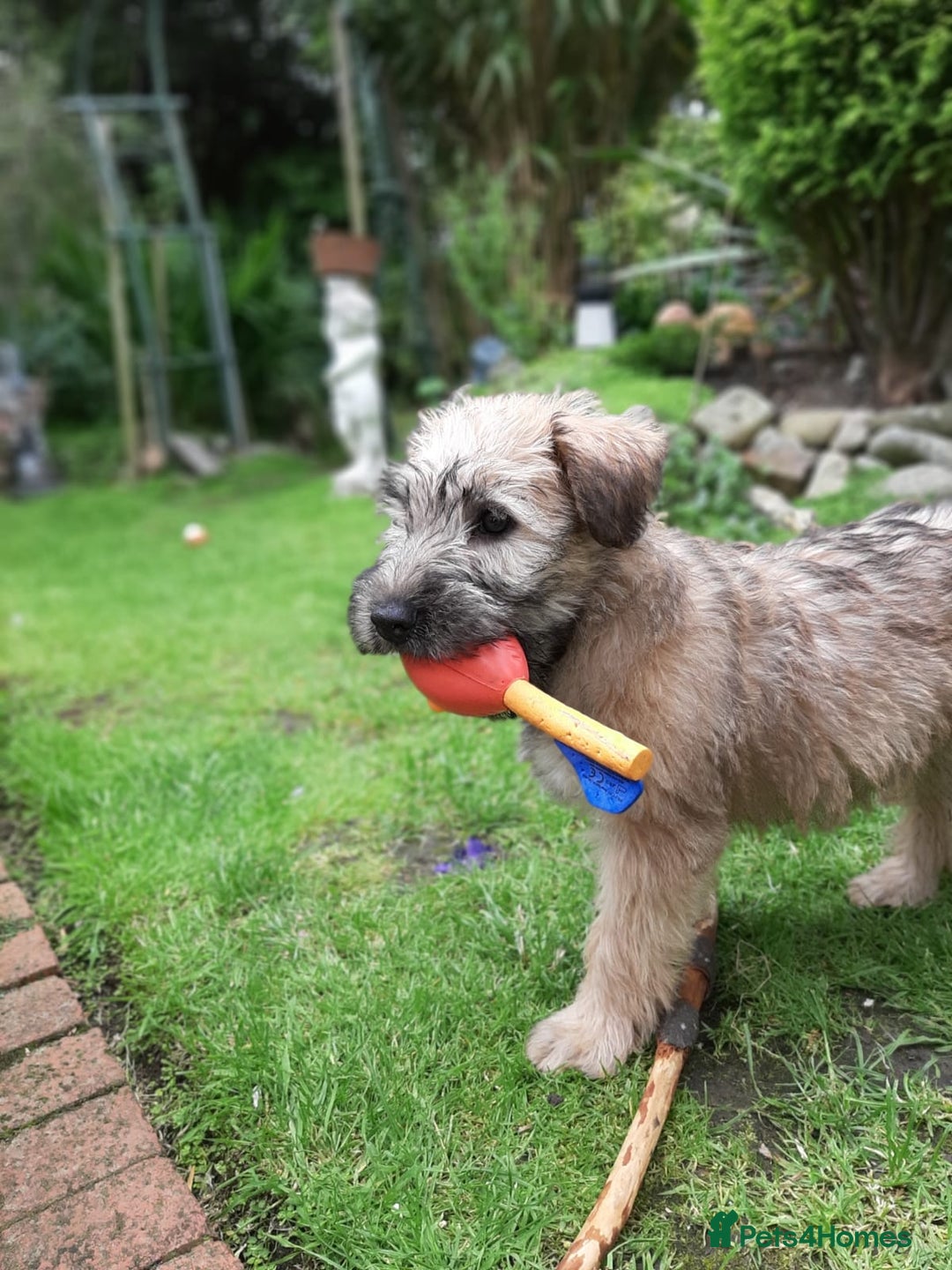 Soft Coated Wheaten Terrier dogs for sale: Beautiful Quality Soft Coated Wheaten Terriers  - Image 13