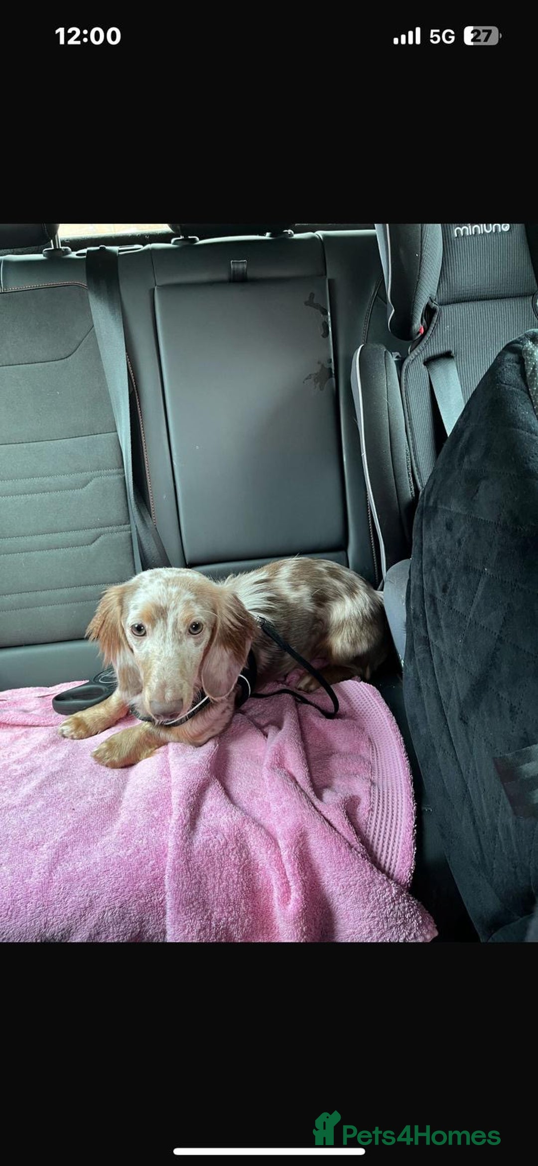 Miniature Dachshund dogs for stud: Isabella & Tan Long Hair Dapple Carrying Piebald  - Advert 3